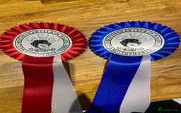 Rottweiler dogs for stud: Proven handsome ADRK KC registered Rottweiler  in Milford Haven - Image 16