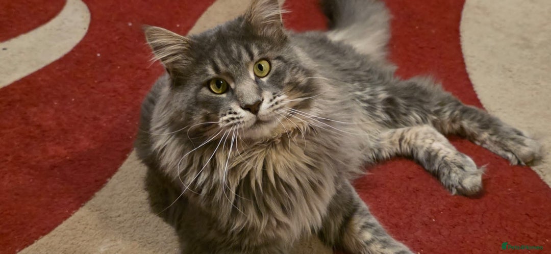 Maine Coon cats for sale: Tica maine coon kitten  - Advert 23