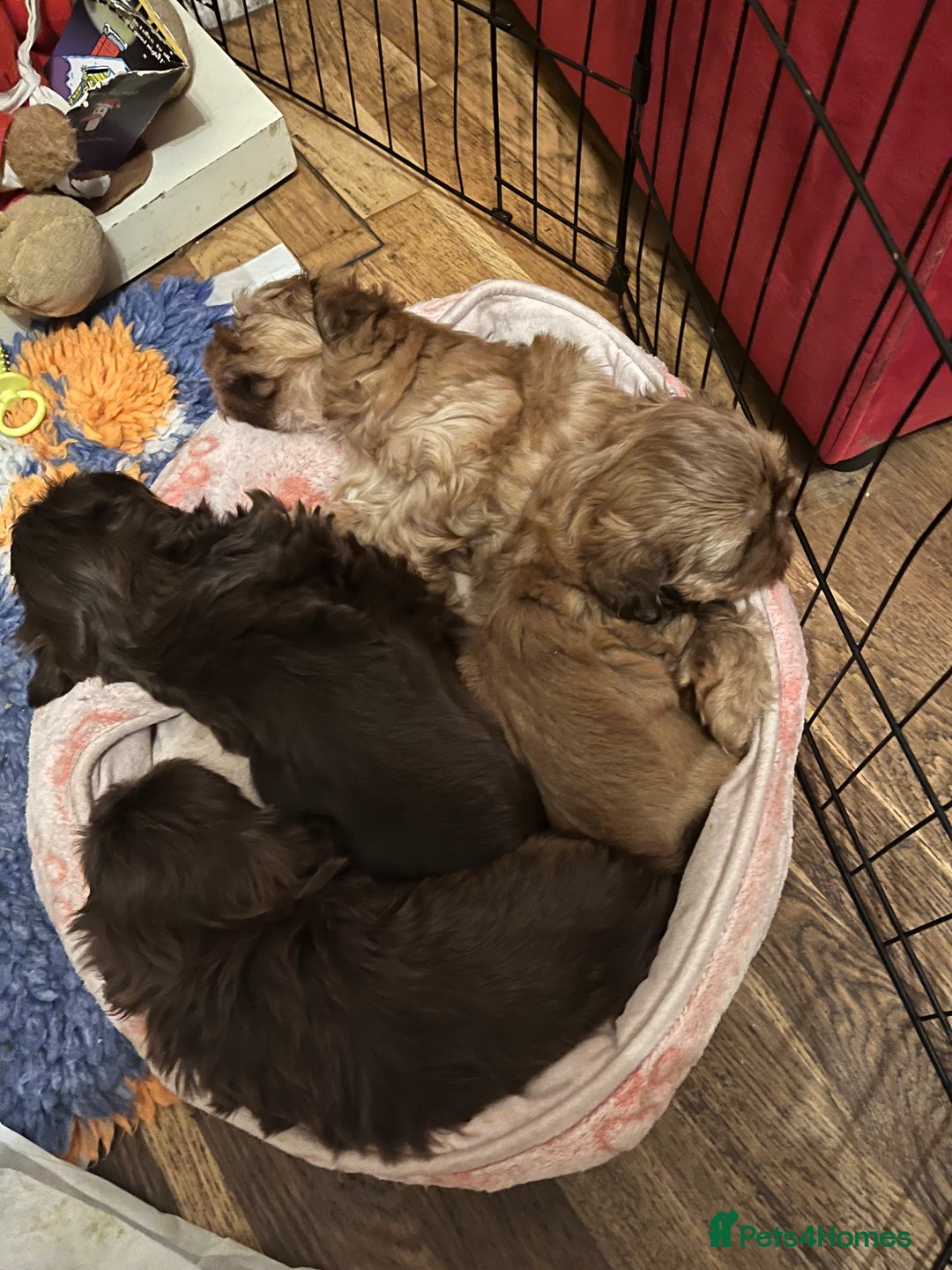 Shih Tzu dogs for sale: Adorable Shih Tzu puppies - Advert 2