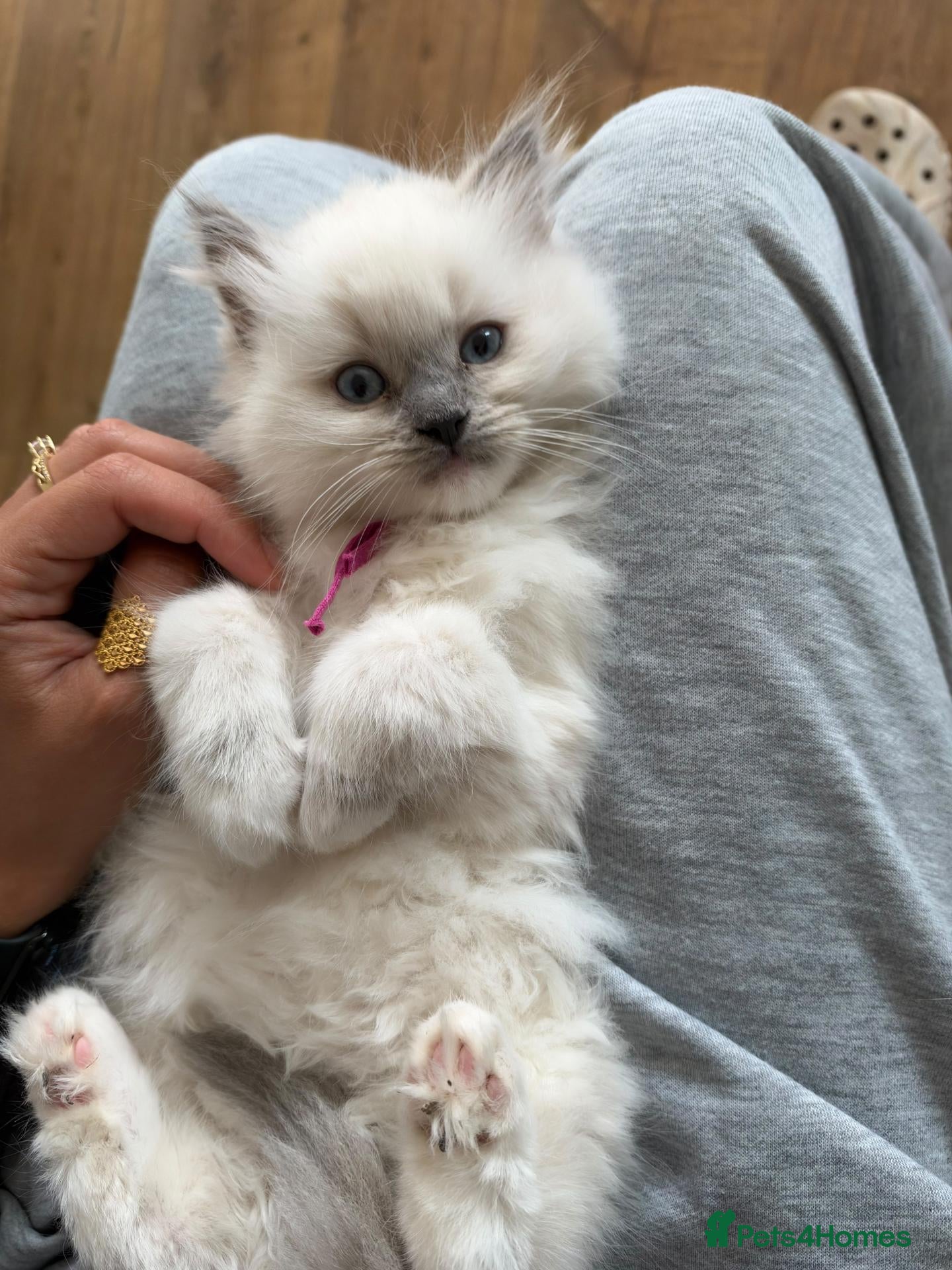 Ragdoll cats for sale: 4 Gorgeous Kittens Looking for Loving Homes 🐱 - Advert 1