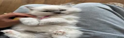 Ragdoll cats for sale: 4 Gorgeous Kittens Looking for Loving Homes 🐱 - Advert 5