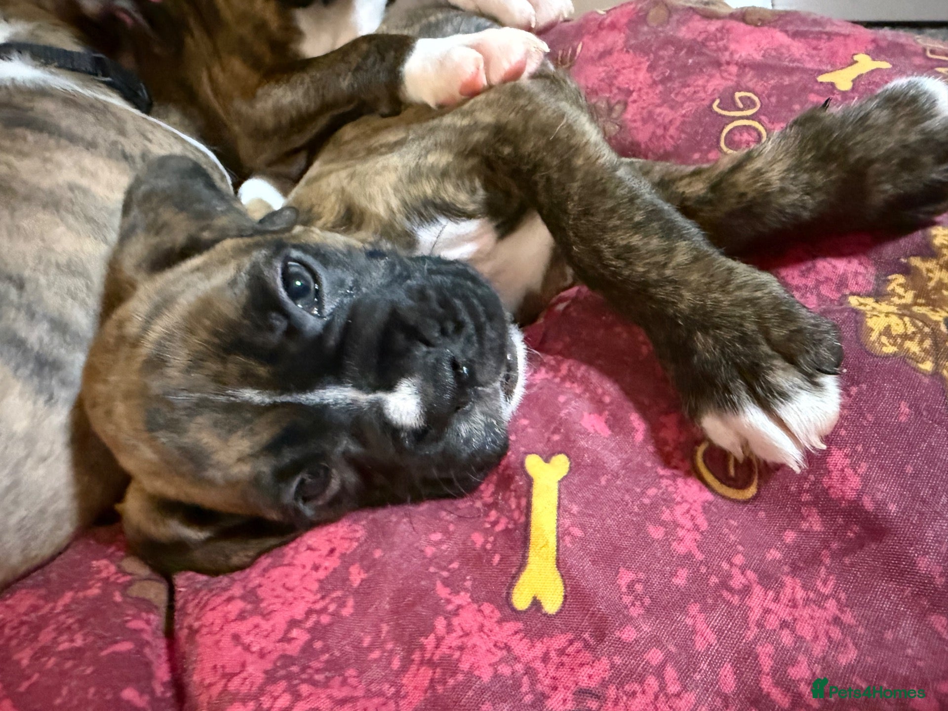 Boxer dogs K.C reg. both parents heart scored 0 - Advert 2
