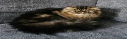 Persian cats for sale: CH Teddy Persian - Amazing cat - Advert 6