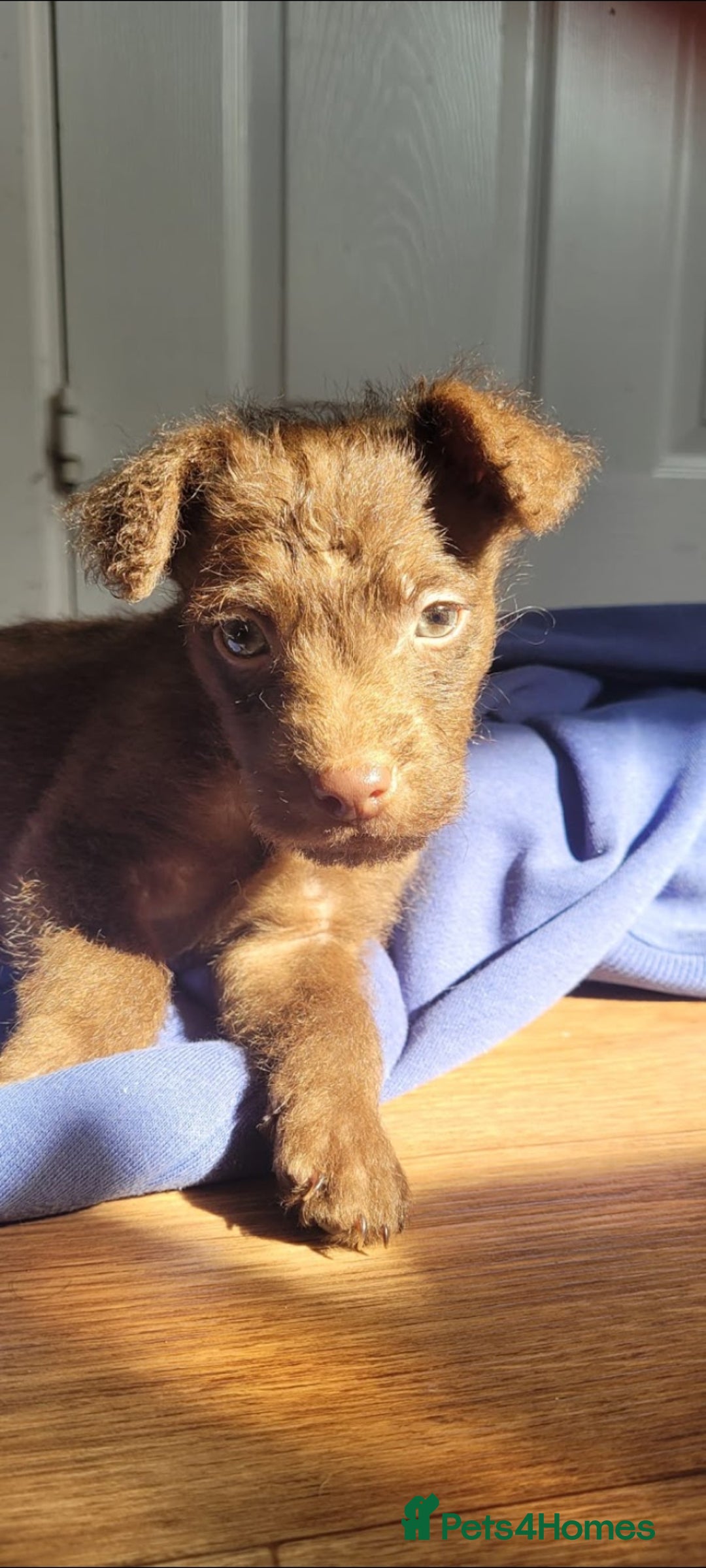 Patterdale Terrier dogs for sale: 15 week old Female Patterdale terriers puppies - Advert 2