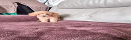 Toy Poodle dogs for sale: 5 Adorable Toy Poodle Puppies - Advert 26