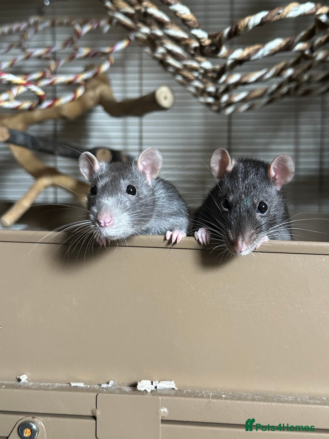 Rat rodents for sale: Three female rats looking for home. - Advert 7