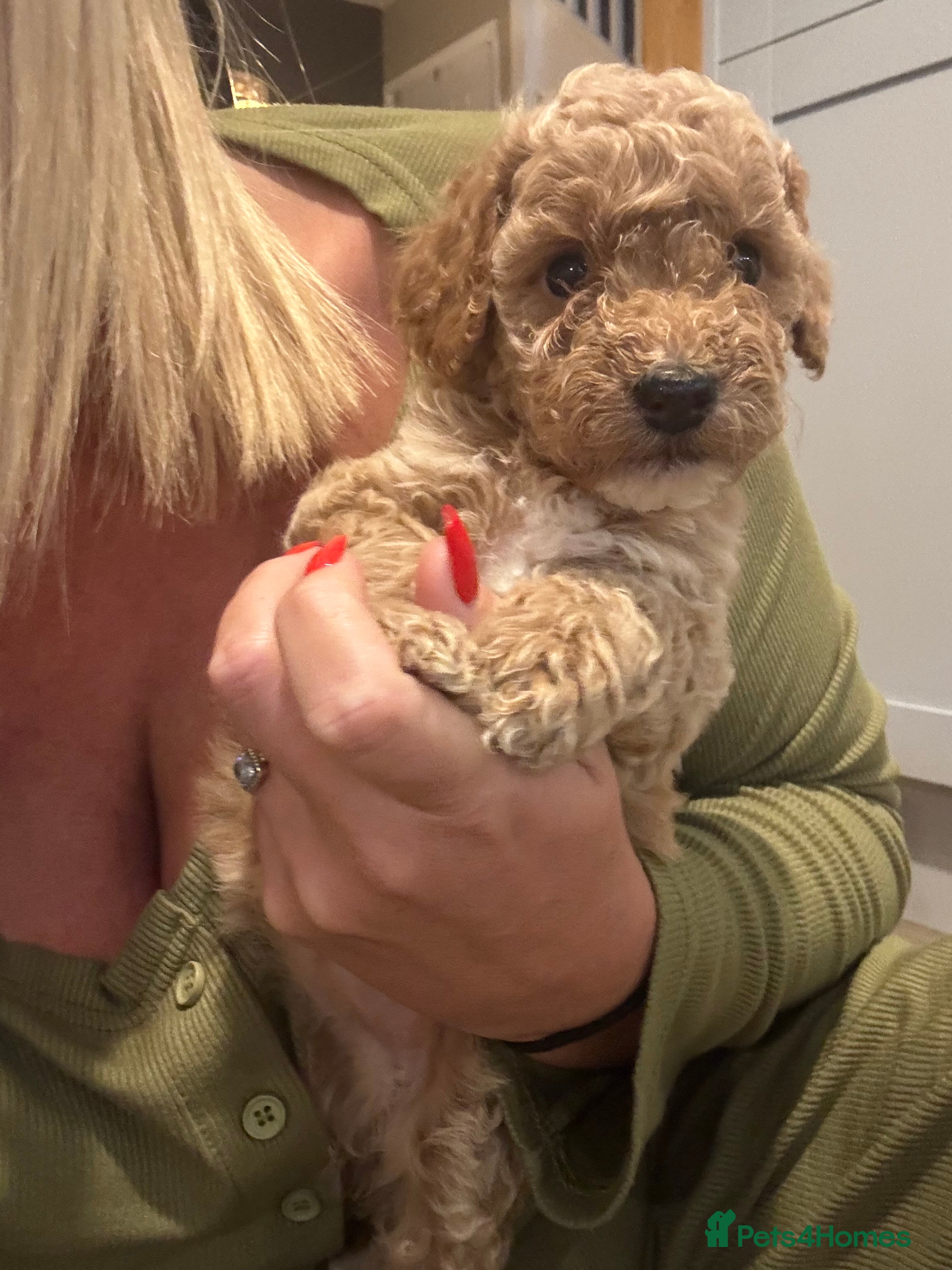 Cockapoo dogs 🌟 OUTSTANDING cockapoo puppies F1B 🌟 - Advert 2