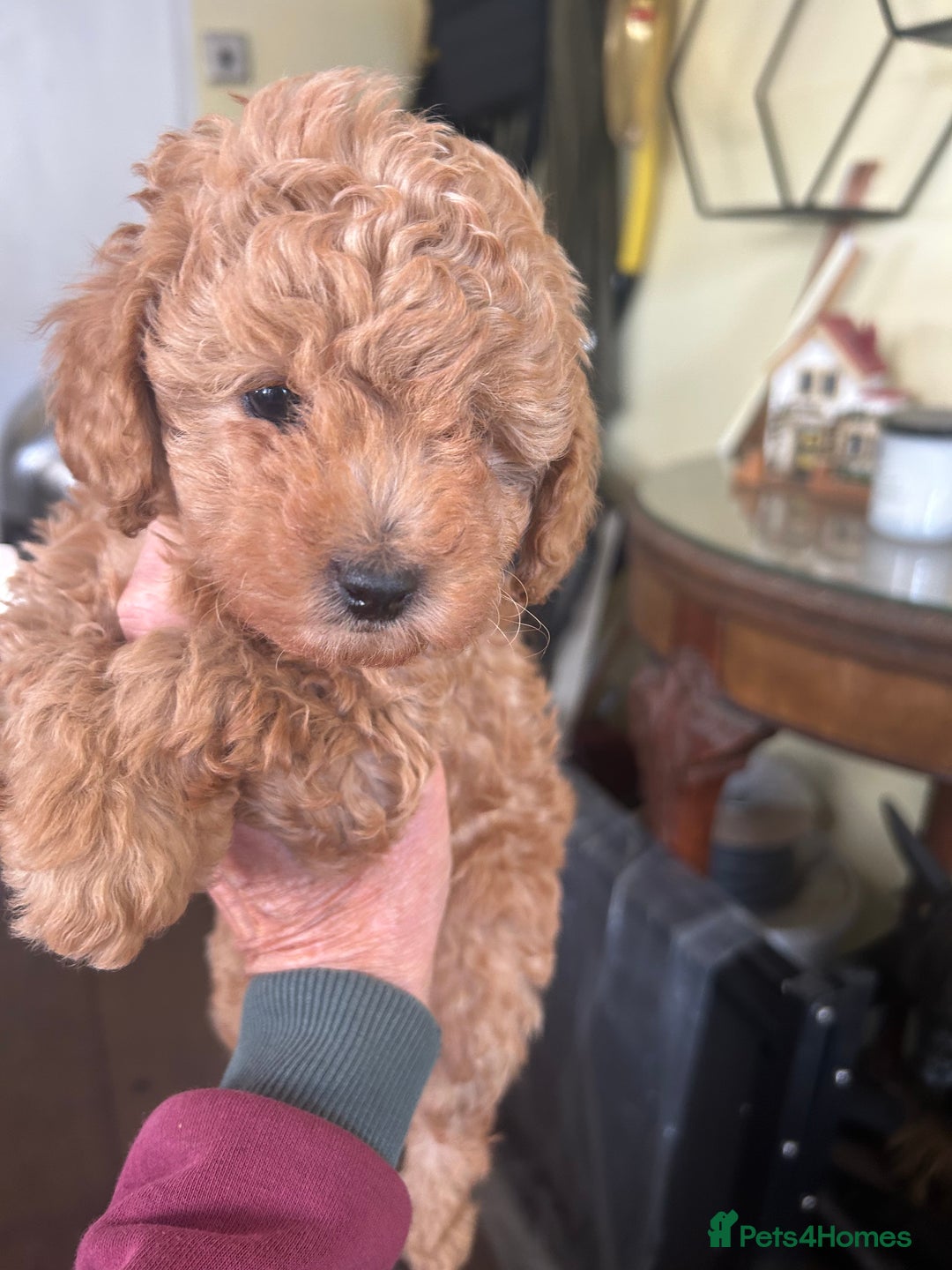 Toy Poodle dogs for sale: Red toy poodle puppies - Image 4