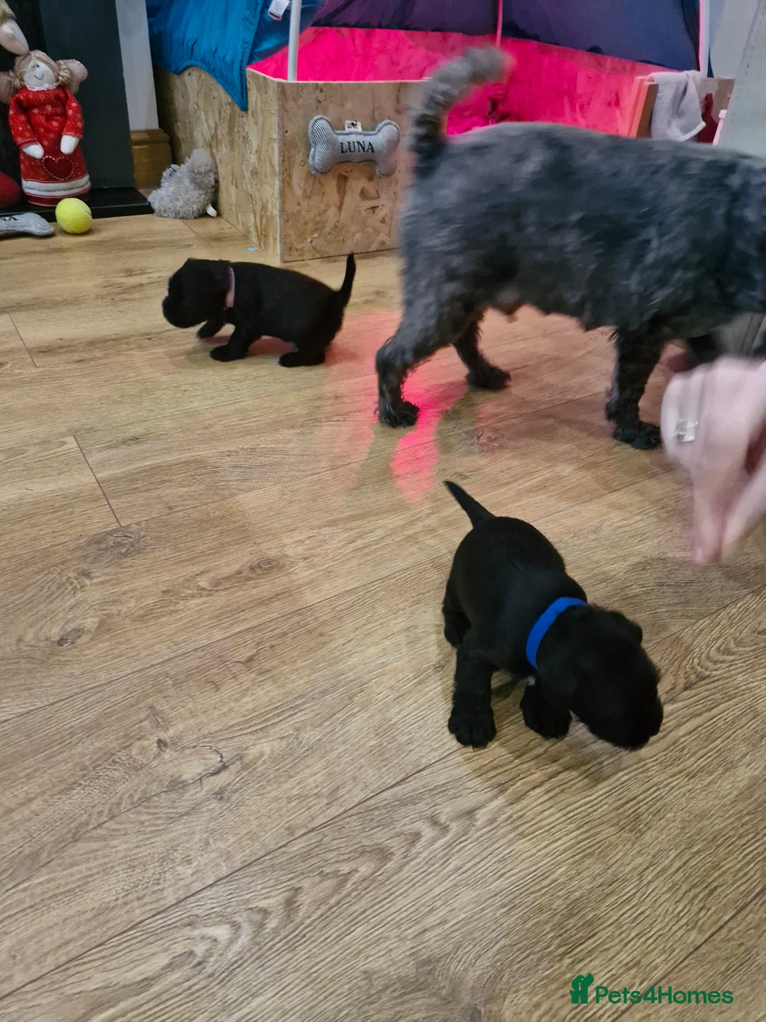 Miniature Schnauzer dogs for sale: Miniature Schnauzer puppies  - Advert 7