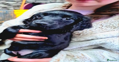 Cockapoo dogs - Advert 6