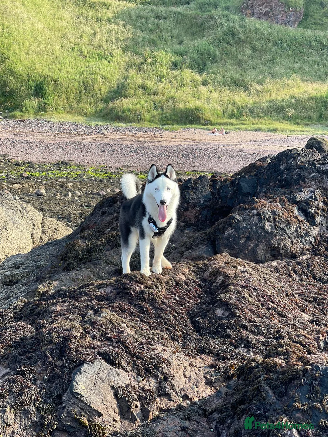 Siberian Husky dogs for stud: Stunning Blue eye Sibrian Husky for Stud (Proven) in Liverpool - Advert 7