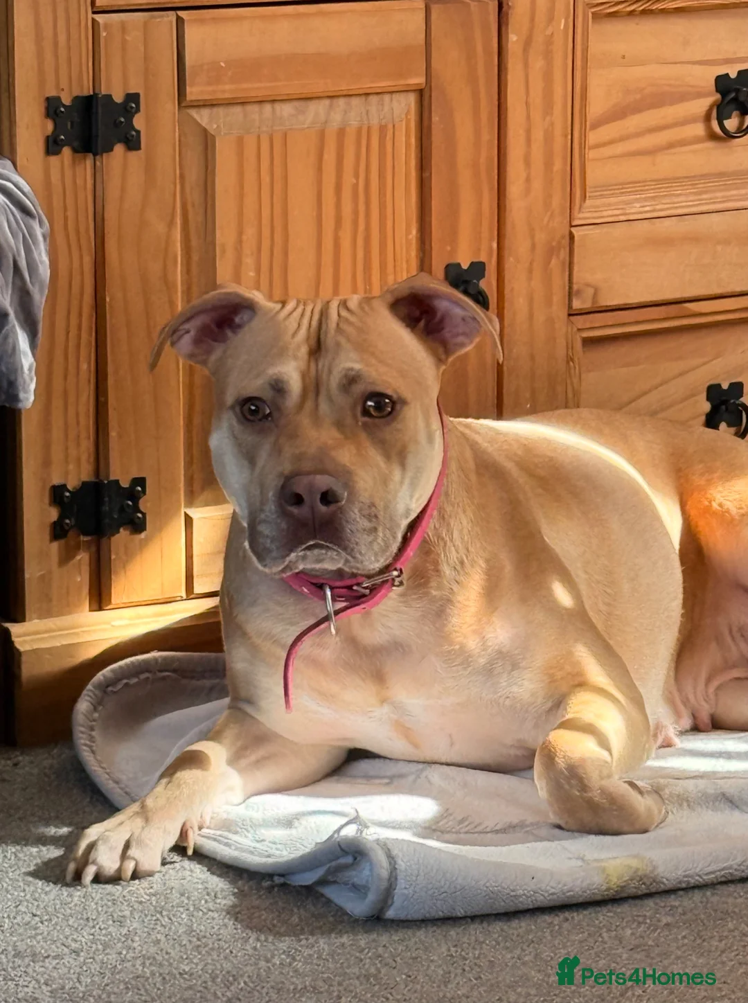 Mixed Breed dogs for sale: Staffordshire bull terrier X American staffy - Advert 2