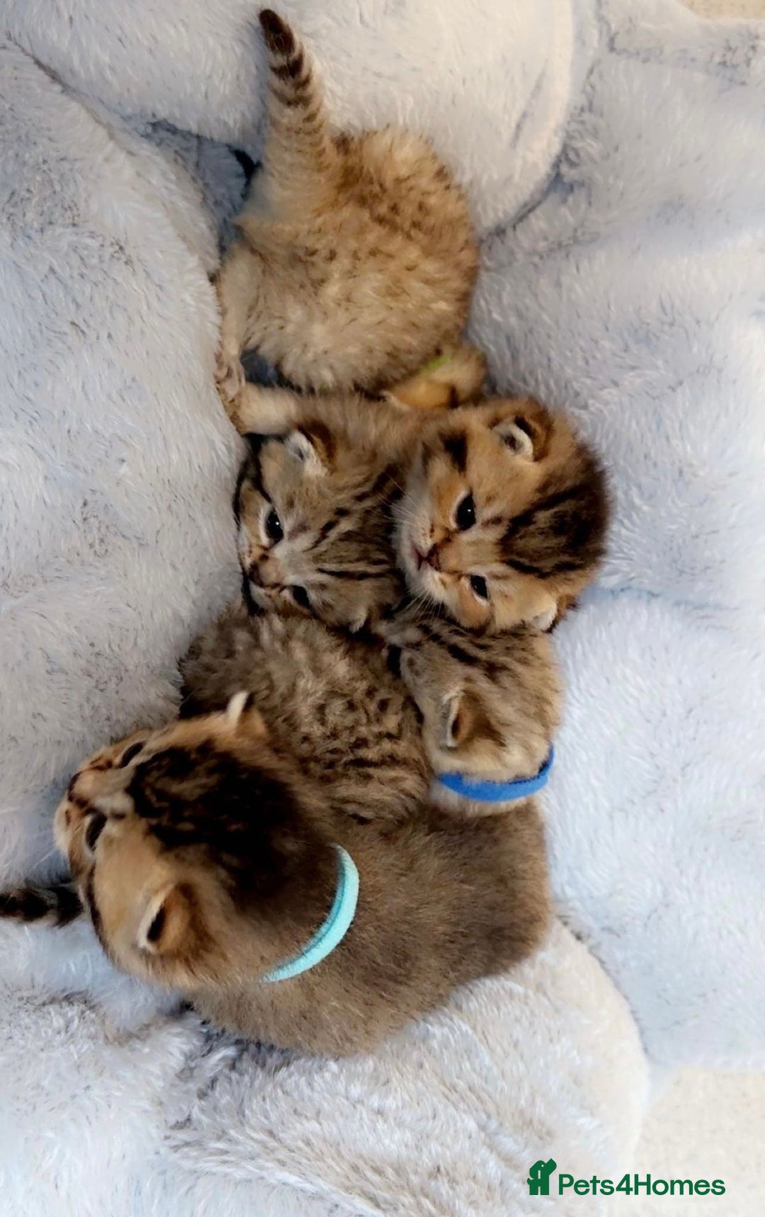 British Shorthair cats for sale: Ready to reserve  pedigree gold black shade bsh   - Image 7