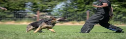German Shepherd dogs for sale: KC registered GSD dog from old bloodlines  - Advert 5