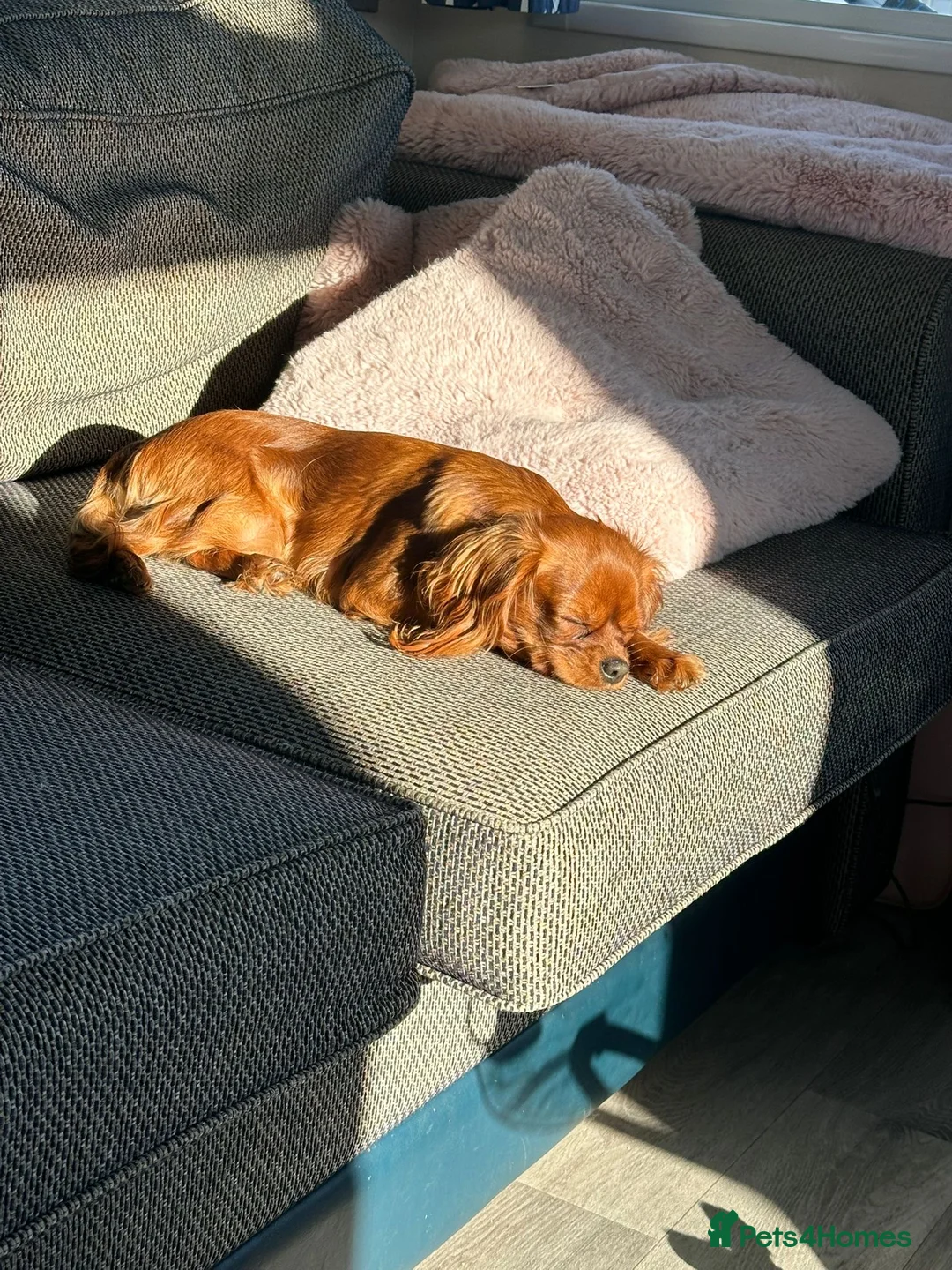 Cavalier King Charles Spaniel dogs for sale: 1-Year-Old Cavalier King Charles Spaniel – Coco in Ashford - Advert 2