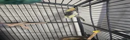 Cockatiels birds for sale: Cockatiel - Advert 6
