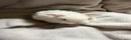 Mini Lop rabbits for sale: Pure Mini lops - Advert 11