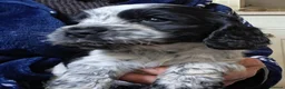 Cocker Spaniel dogs for sale: Beautiful KC Reg Show-Cocker Spaniel puppies  in Doncaster - Advert 17