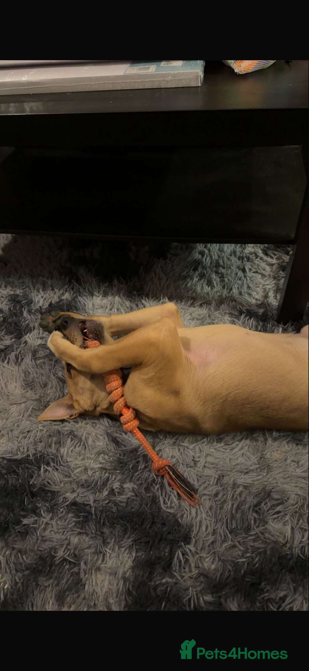 Mixed Breed dogs for sale: Little lexi - Advert 3