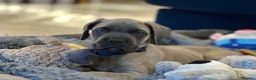 Cane Corso dogs for sale: 🏆 Proven Cane Corso Litter Due August 2026 🏆 - Advert 4