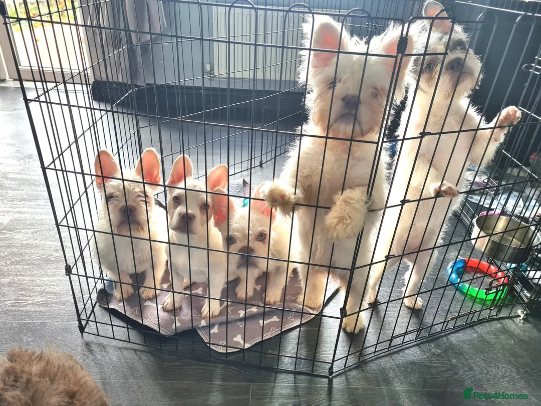 French Bulldog dogs for sale: 5 French Bulldog puppies. Platinums in Calne - Advert 1