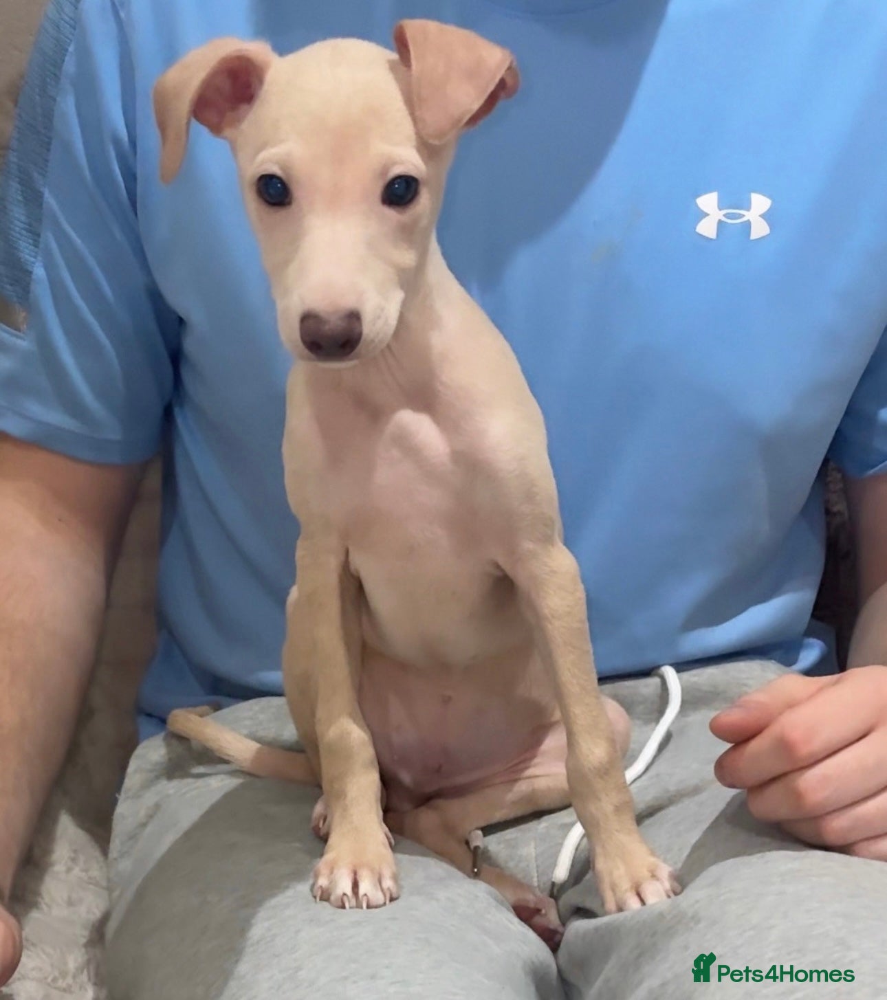 Italian Greyhound dogs STUNNING BOYS READY TO LEAVE💙💙 - Advert 10