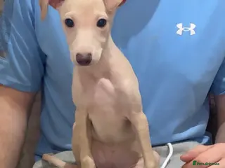 Italian Greyhound dogs STUNNING BOYS READY TO LEAVE💙💙 - Advert 10