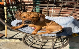 Mixed Breed dogs for sale: CHUNK - 8months old beauty - Image 6