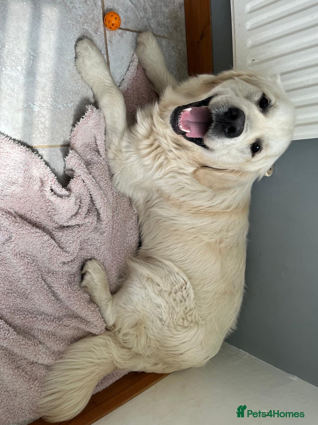 Golden Retriever dogs for stud: Handsome KC REGISTERED Golden Retriever  in Melton Mowbray - Image 6