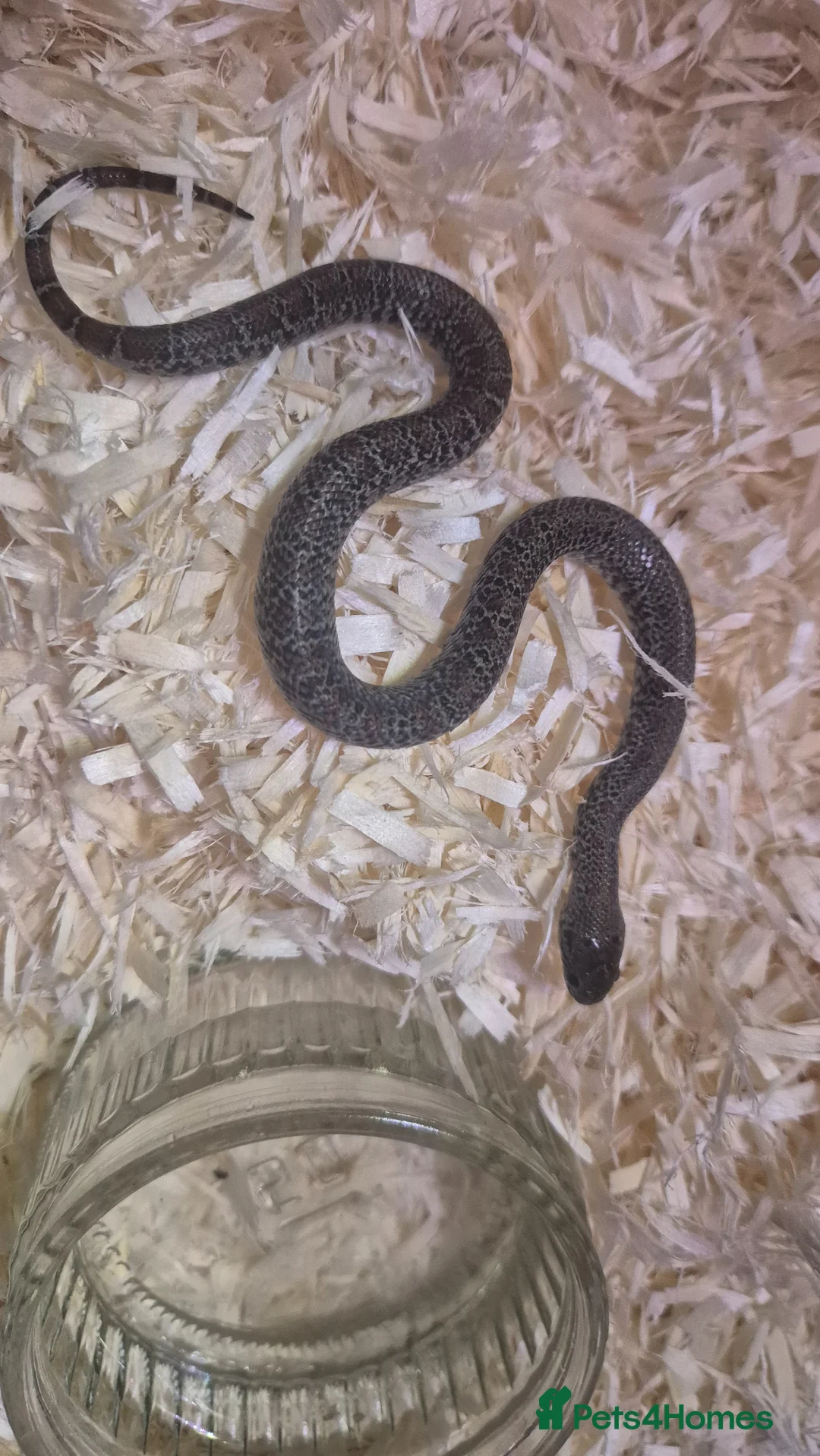King Snake reptiles for sale: Thayers King snake morph - Advert 1