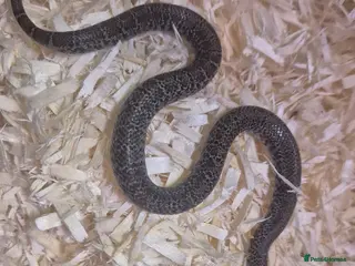 King Snake reptiles Thayers King snake morph - Advert 7