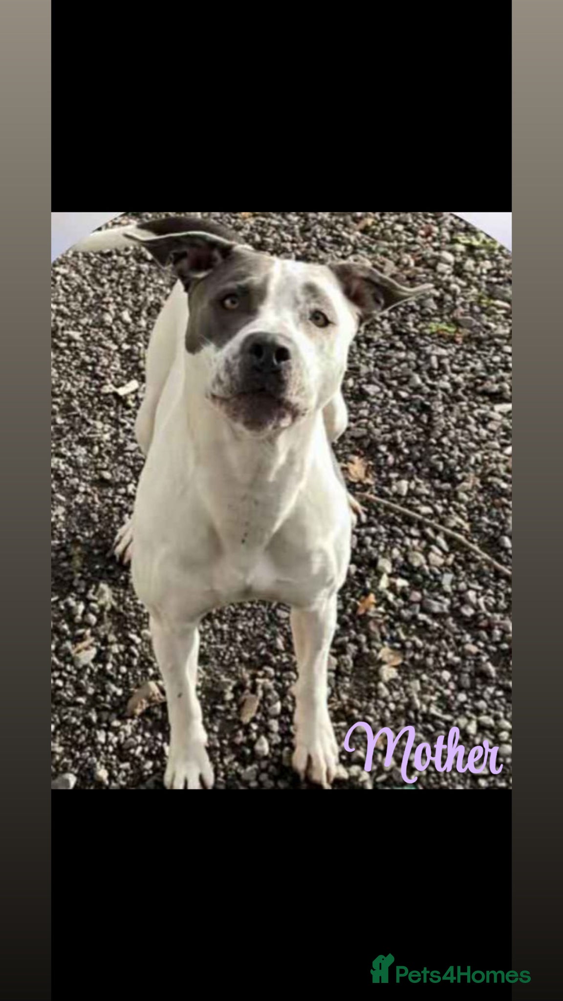 Staffordshire Bull Terrier dogs Pure Staffy Puppies For Sale! - Advert 1