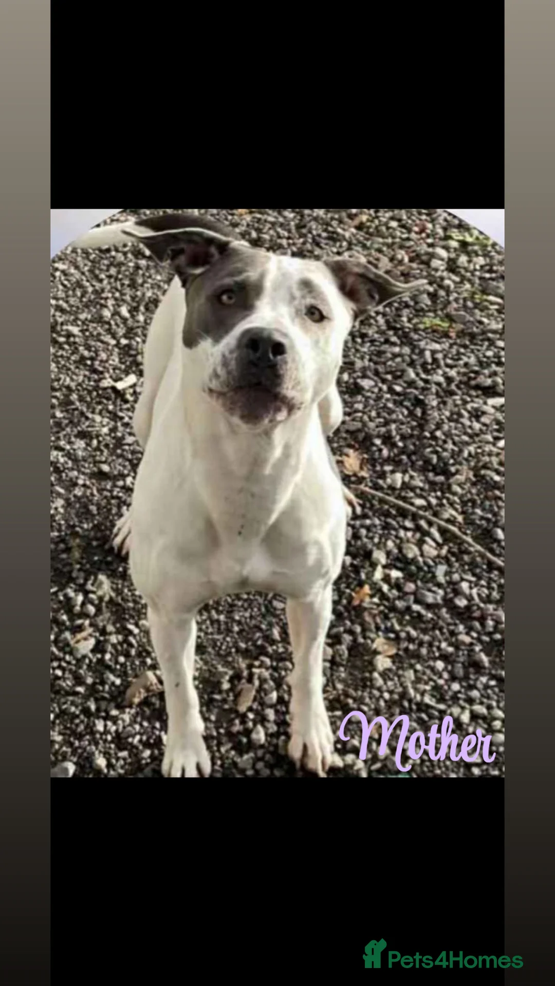 Staffordshire Bull Terrier dogs for sale: Pure Staffy Puppies For Sale! in Bromsgrove - Advert 1