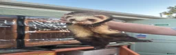 Ferret rodents for sale: Lovely hob ferret - Advert 2