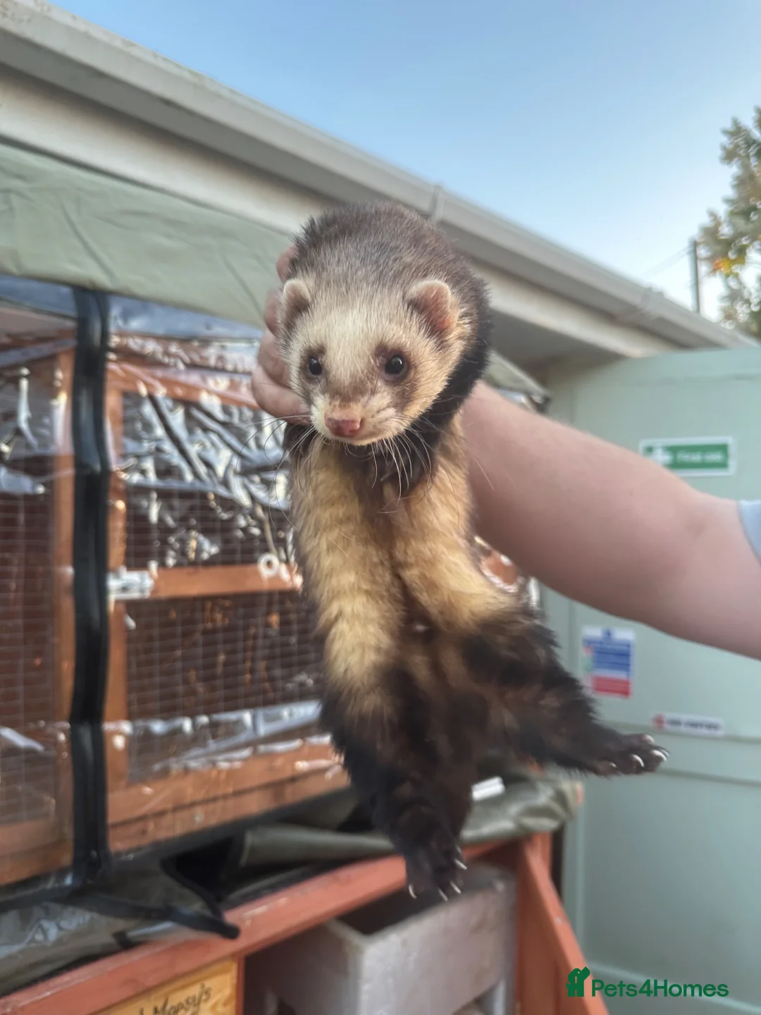 Ferret rodents for sale: Lovely hob ferret - Advert 2