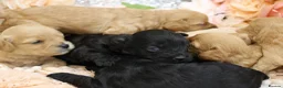 Cavapoo dogs for sale: *HEALTH TESTED*Cavapoo Puppies 5*LICENSED BREEDER* - Advert 9