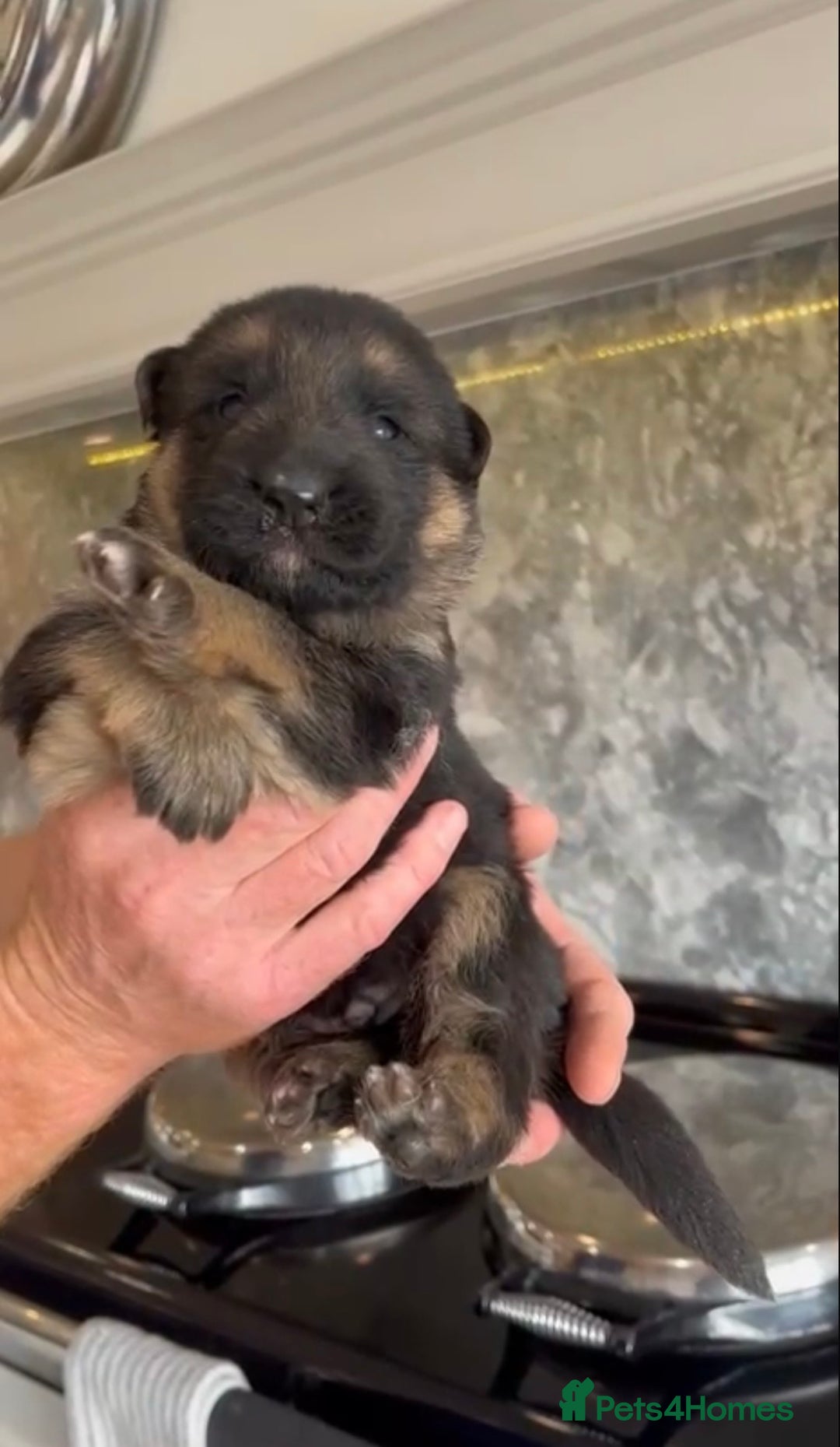 German Shepherd dogs for sale: German Shepherd Puppies Family-Raised 🐾 - Advert 7