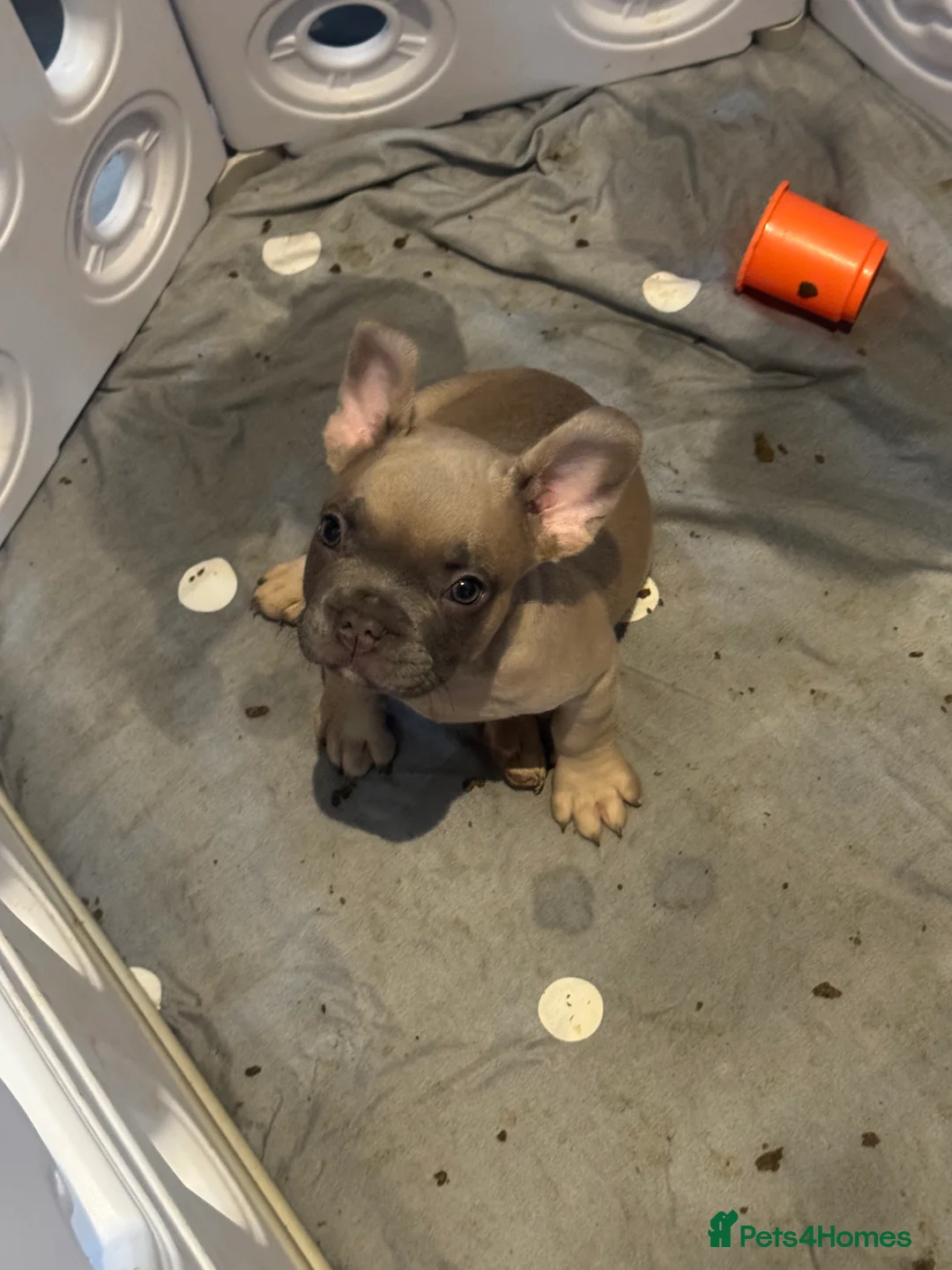 French Bulldog dogs for sale: French bull dog puppy’s for sale  - Advert 5