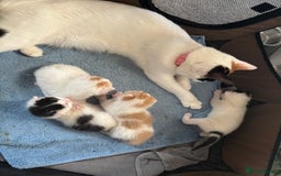 Mixed Breed cats for sale: Three beautiful kittens 2 boys 1 girl  - Image 8
