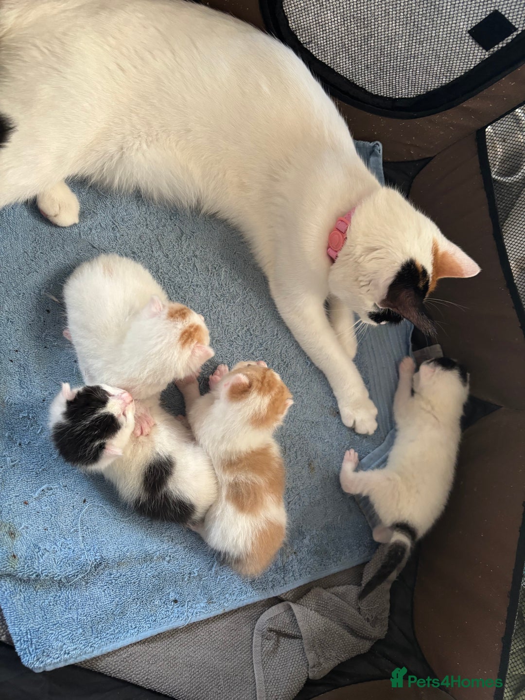 Mixed Breed cats for sale: Three beautiful kittens 2 boys 1 girl  - Image 8
