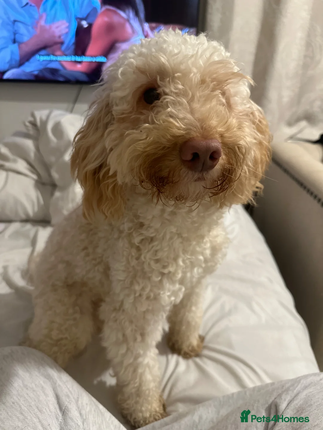 Cockapoo dogs for sale: 1 Year Old Male Cockapoo - Advert 2