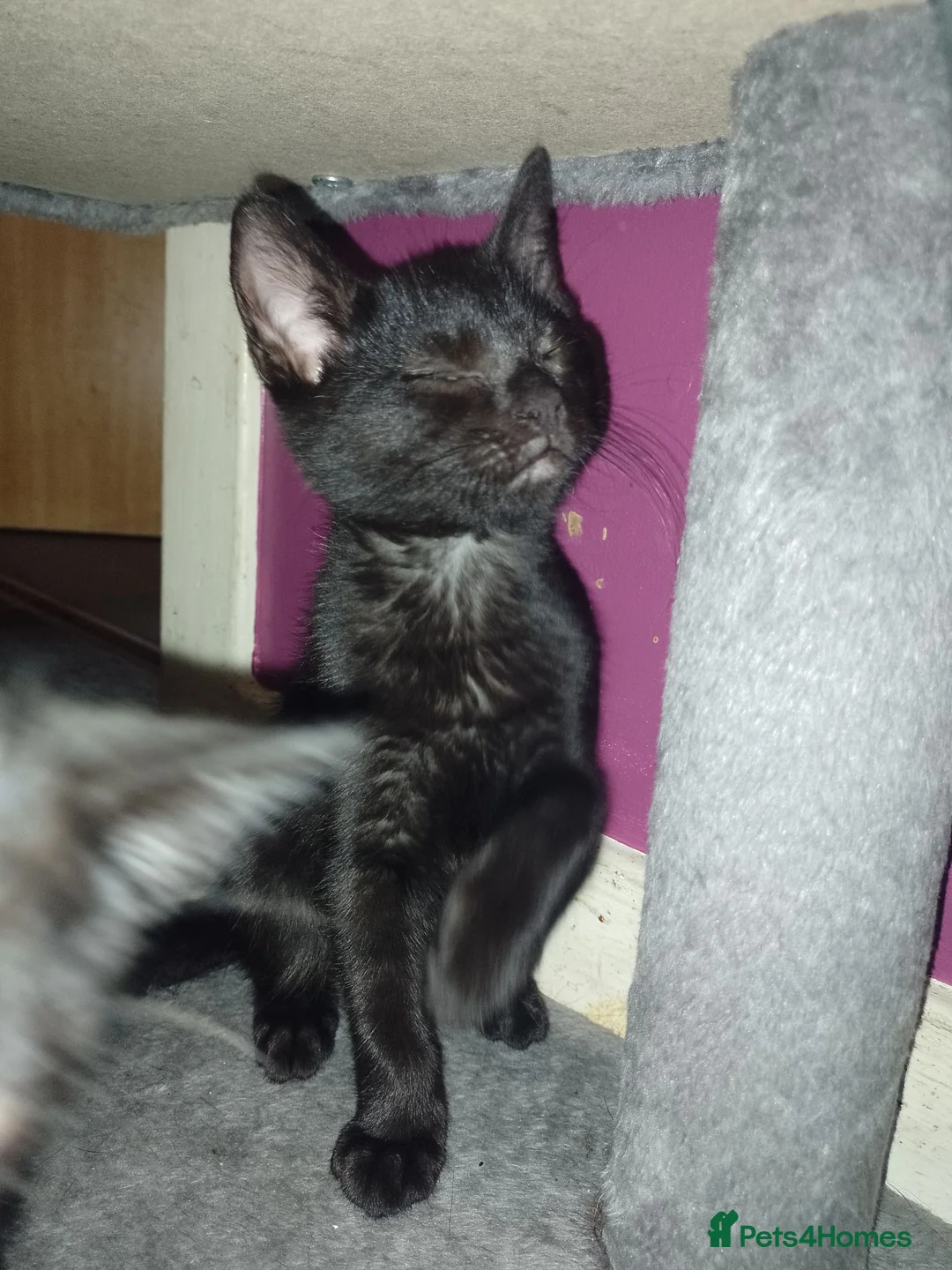 Bombay cats for sale: Black kittens  in Kirkcaldy - Advert 2