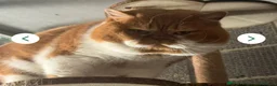 British Shorthair cats for sale: Two stunning male kittens TICA reg (September)  - Advert 16
