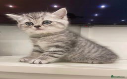 British Shorthair cats for sale: Champion Line Gorgeous BritishShortHair Kittens 🩷 - Image 1