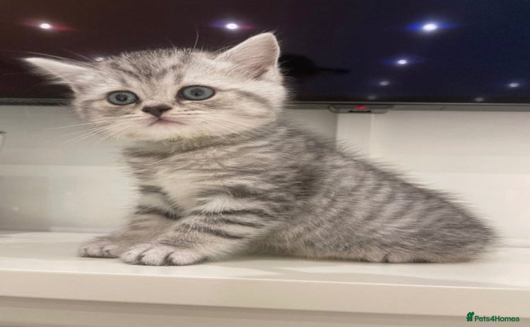 British Shorthair cats - Advert 3
