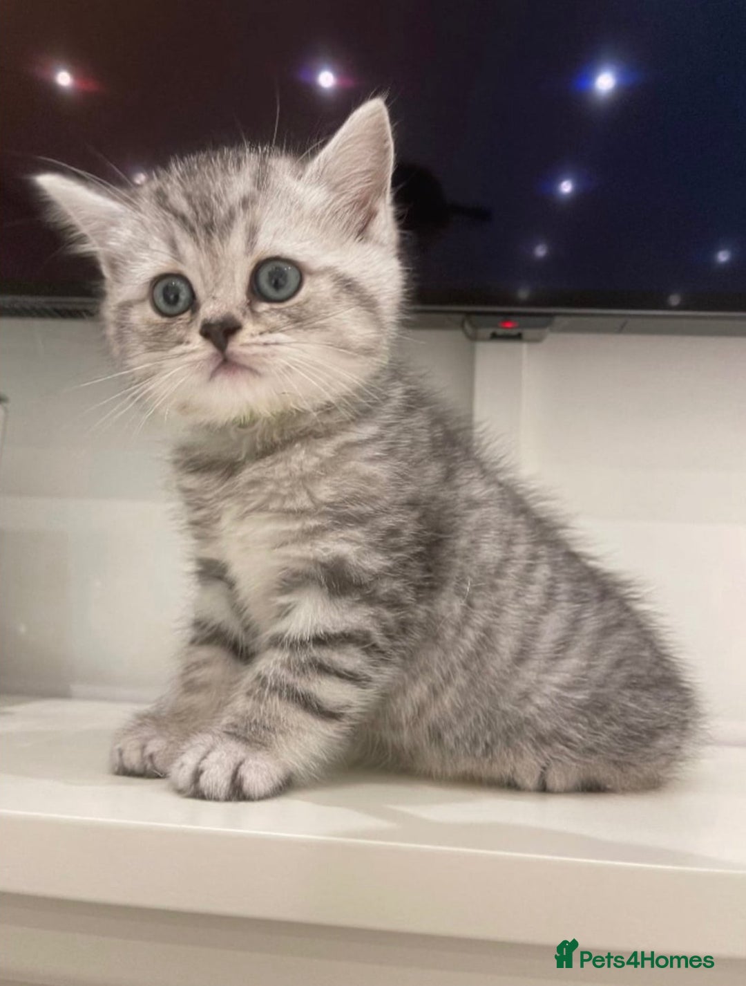 British Shorthair cats for sale: Champion Line Gorgeous BritishShortHair Kittens 🩷 - Image 1