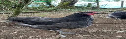 Chickens poultry for sale: Orpington Cockerels 12 weeks old  - Advert 4