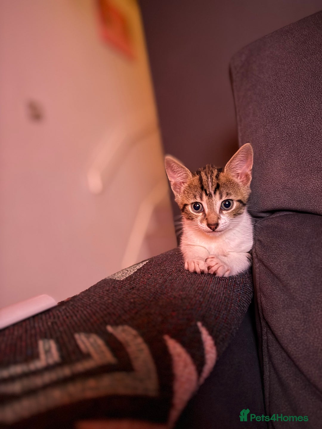 Domestic Shorthair cats for sale: Family-Raised Kittens, Friendly, Playful Ready Now - Image 13
