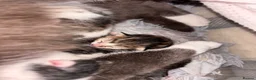 Mixed Breed cats for sale: Kittens  - Advert 2