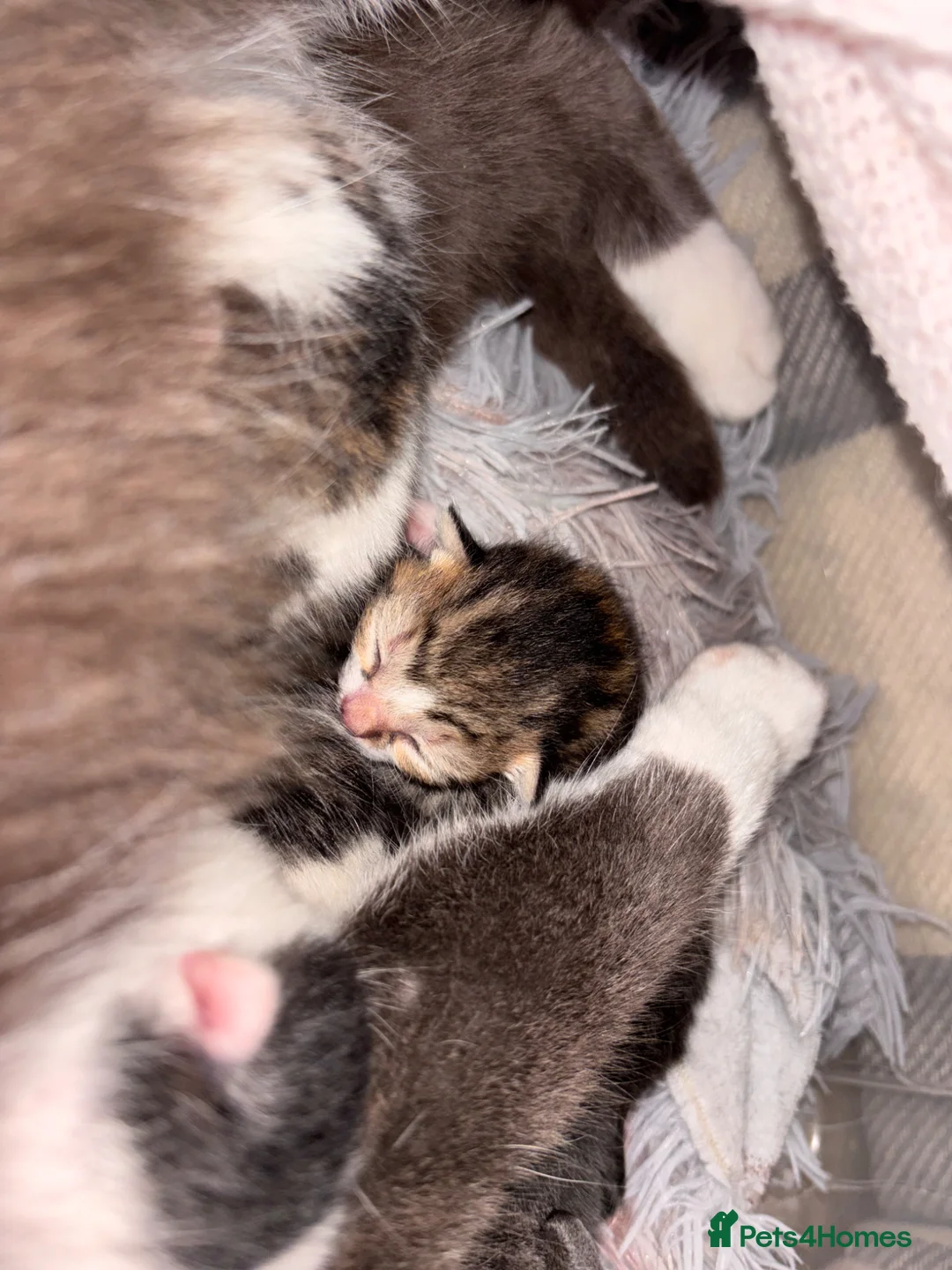 Mixed Breed cats for sale: Kittens  - Advert 2